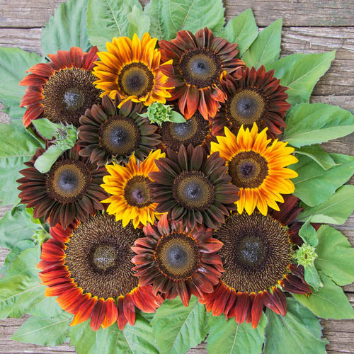 Royal Flush Sunflower Seed Mix