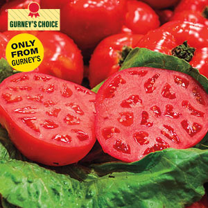 Gurney's® Ruby Monster Hybrid Tomato