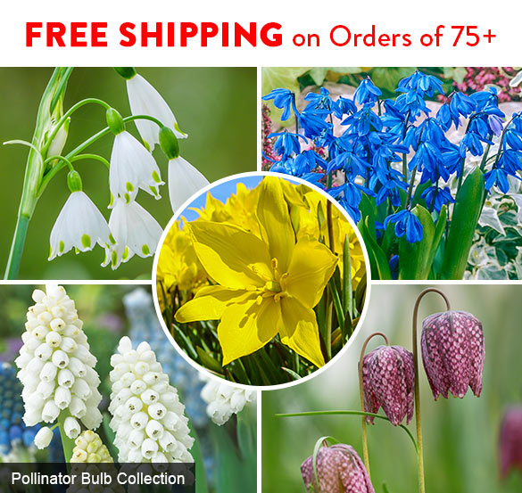 Don’t flowering bulbs—and free shipping Gurney's