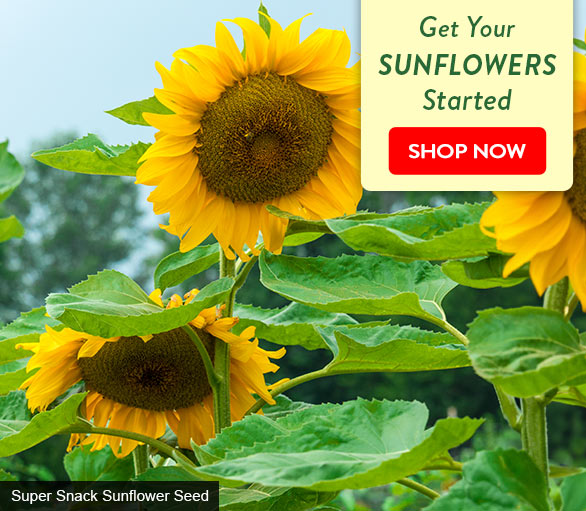  Plant SUNFLOWERS soon for a late-summer show!