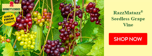 RazzMatazz Seedless Grape Vine