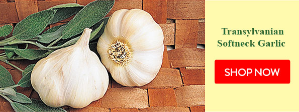 Transylvanian Softneck Garlic