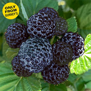 Born Free Thornless Black Raspberry Plant