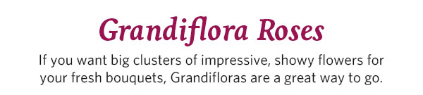 Grandiflora Roses