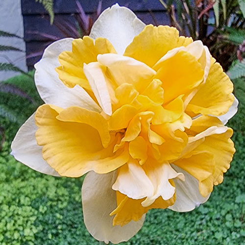 Growers Beauty Daffodil