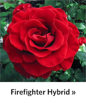 Firefighter Hybrid Tea Rose®