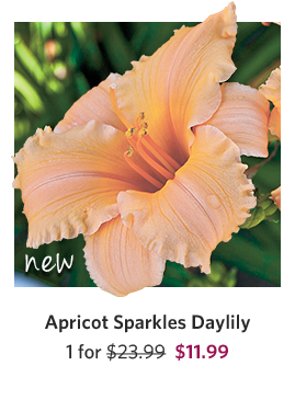 Apricot Sparkles Daylily