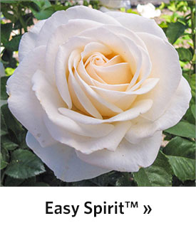 Easy Spirit™ Floribunda Rose
