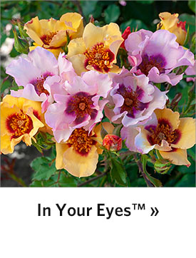 In Your Eyes™Shrub Rose