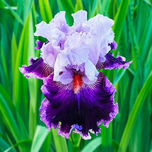 Daring Deception Bearded Iris