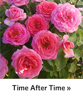 Time After Time Floribunda Rose