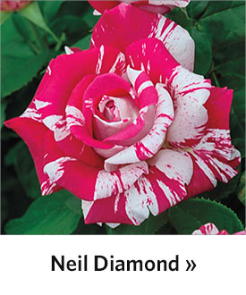 Neil Diamond Hybrid Tea Rose