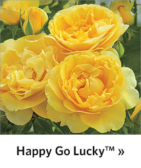 Happy Go Lucky™ Grandiflora Rose