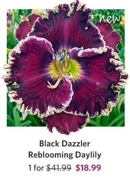 Black Dazzler Reblooming Daylily