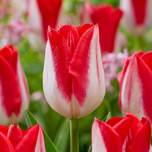 Kissable Tulip