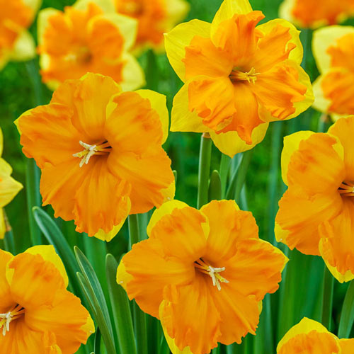 Outright Orange Daffodil