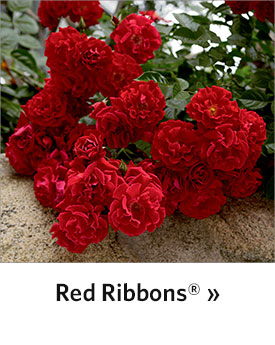 Red Ribbons® Groundcover Rose
