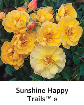 Sunshine Happy Trails™ Groundcover Rose