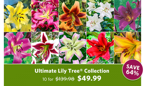 Ultimate Lily Tree Collection