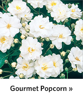 Gourmet Popcorn Rose