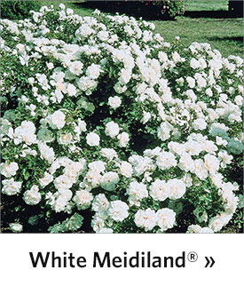 White Meidiland® Groundcover Rose