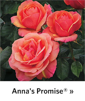 Anna's Promise® Grandiflora Rose