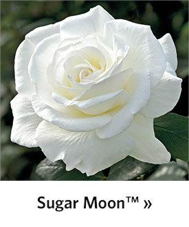 Sugar Moon Hybrid Tea Rose