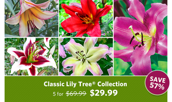 Classic Lily Tree Collection